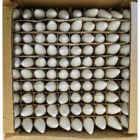 VINTAGE *NEW * 1960's Christmas Light Bulbs C6 Set of 100 - WHITE ONLY